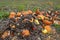 Pumpkin field in autumn with a pile of  rotten, moulded or otherwise damaged fruits.