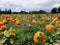 Pumpkin field in a country farm