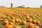 Pumpkin field in a country farm, autumn landscape.