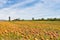 Pumpkin field in a country farm, autumn landscape.