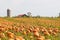 Pumpkin field in a country farm, autumn landscape.