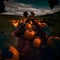 Pumpkin field at dusk. Pumpkin as a dish of thanksgiving for the harvest