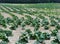 Pumpkin field in Finger Lakes of NYS during early summer