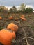 Pumpkin field near Toronto