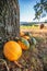 Pumpkin field with ripe green and yeallow pumpkins near tree