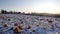 Pumpkin field sunrise in winter