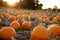 Pumpkin field at sunset