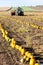 pumpkin field with a tractor during the harvest, Lower Austria