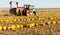 pumpkin field with a tractor during the harvest, Lower Austria