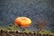 Pumpkin is floating in the water after halloween party in the Netherlands.