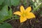 Pumpkin flower