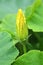 Pumpkin flower