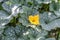 Pumpkin Flower - Growing Pumpkins