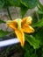 The pumpkin flower that grows in the back of the house is full of natural colors