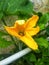 The pumpkin flower that grows in the back of the house is full of natural colors