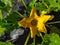 A pumpkin flower with an intense yellow color in a vegetable patch. Flor de calabaza con un intenso color amarillo en un huerto.