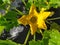 A pumpkin flower with an intense yellow color in a vegetable patch. Flor de calabaza con un intenso color amarillo en un huerto.