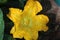 Pumpkin Flower and Rain Drops Close-up