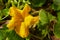 pumpkin flower zucchini yellow macro