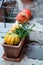 Pumpkin in a flowerpot. In autumn, the pumpkin harvest ripens. In preparation for Halloween, pumpkin is used in interior