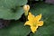 Pumpkin flowers or Cucurbita moschata Duchesne, squash.