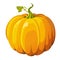 Pumpkin fresh orange butternut big autumn vegetable squash gourd