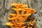 Pumpkin Fungus, orange at base of tree