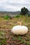 Pumpkin on grass