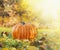 Pumpkin in grass with autumn foliage on backgroun of fall garden