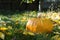 Pumpkin on grass and autumn leaves