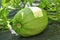 Pumpkin green fruit on plant