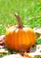 Pumpkin on green grass with autumnal leaves