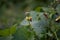 Pumpkin green leaves with hairy vine plant stem in the home garden, Trichodes alvearius on the pumpkin leaves