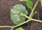 Pumpkin growing in the garden during the summer. Young pumpkin grown in the garden.