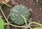 Pumpkin growing in the garden during the summer. Young pumpkin grown in the garden.