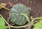 Pumpkin growing in the garden during the summer. Young pumpkin grown in the garden.