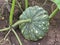 Pumpkin growing in the garden during the summer. Young pumpkin grown in the garden.