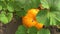 Pumpkin growing in the vegetable garden. Top view