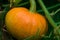 Pumpkin grows in the garden close-up