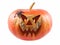 Pumpkin, halloween, old jack-o-lantern on white background with fiery flames in the eyes, and Tarantula Antilles Pinktoe Avicular