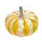 Pumpkin. Hand drawn watercolor painting on white background