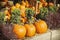 Pumpkin harvest