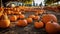 Pumpkin harvest, autumn celebration, nature colorful abundance generated by AI
