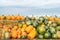 Pumpkin harvest Autumn nature background