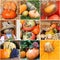 Pumpkin harvest collage