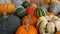 Pumpkin harvest. A huge number of various pumpkins in wooden boxes. Close up view of different types of pumpkins. Autumn