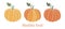 Pumpkin. harvesting. natural food. colored vector illustration on white