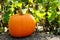 Pumpkin on a hay bale