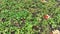 Pumpkin hokkaido butternut squash harvest red kuri orange halloween drone aerial pile bio farm harvesting plant field