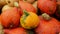 Pumpkin hokkaido harvest red kuri squash orange halloween festival pile bio farm workers harvesting plant field planting